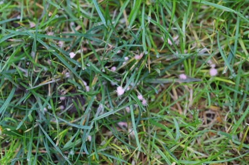 How to Identify Red Thread Lawn Disease