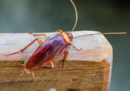 Image of a cockroach climbing wood