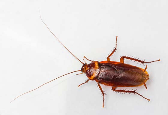 Cockroach Inspection Where Do Roaches Hide