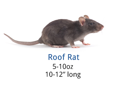 Where Do Roof Rats Live During the Day & Night?