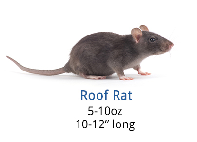 roof rat