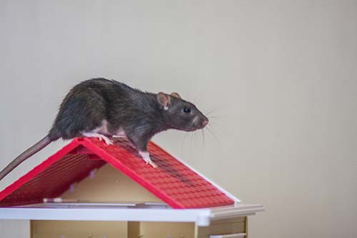 How To Get Rid Of Roof Rats Diy