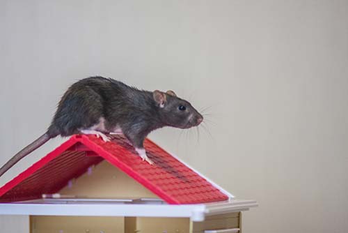 15 Rat Trapping Tips