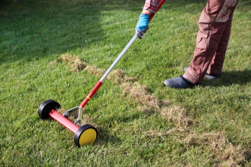 a person using a manual mower on a ryegrass lawn