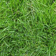 How to Care for Ryegrass Guide