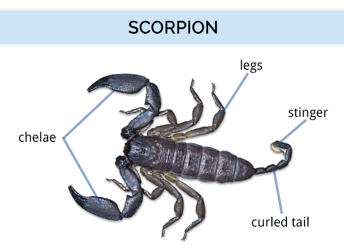 Какой тип характерен для азиатского скорпиона. Строение скорпиона. Анатомия скорпиона. Части тела скорпиона. Внешнее строение скорпиона.