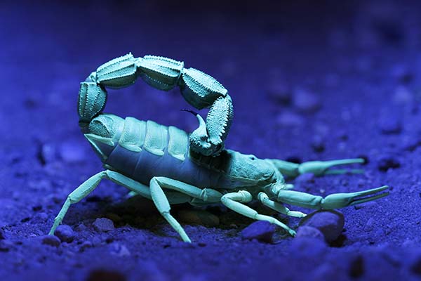 Image of a blue scorpion under a UV or black light