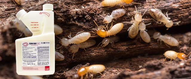 a bottle of Termidor in front of termite-infested wood