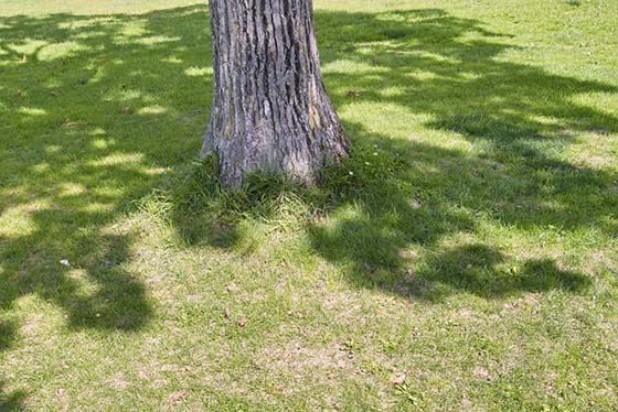 Image of shade under a tree
