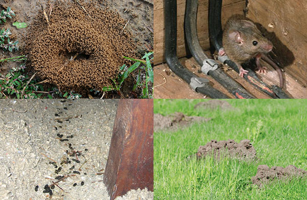 ant mounts and, mole tunnels, rodent damage, and animal feces