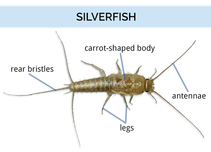 Diagram showing the anatomy of a silverfish