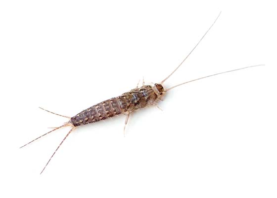 Image of a silverfish