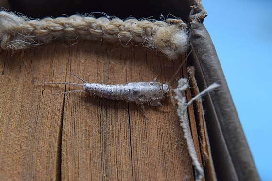 Image of a silverfish on the spine of a book