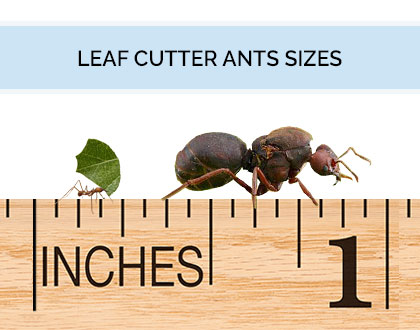 ant queen leaf cutter