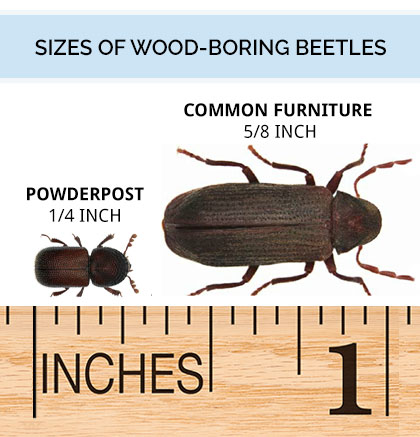 Graphic comparing the various sizes of wood beetles