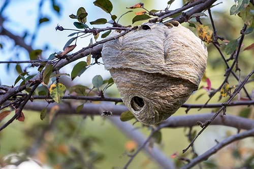 Wasp nest hanging from tree branch