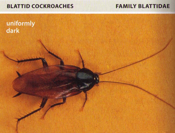 do cockroaches travel in packs