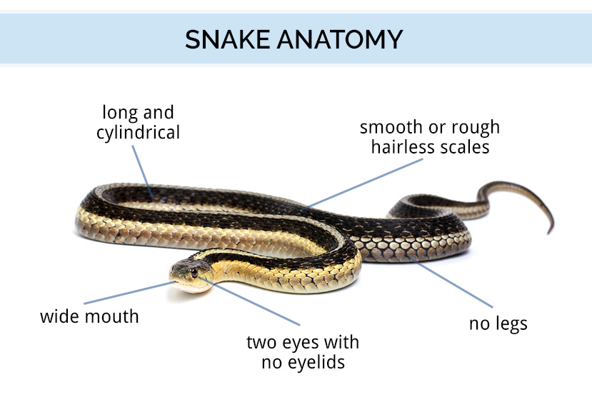 Snake Anatomy Chart