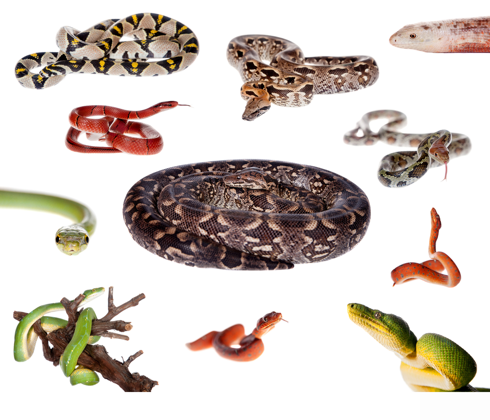 Snake Identification, Anatomy, & Life Cycle | Types of Snakes