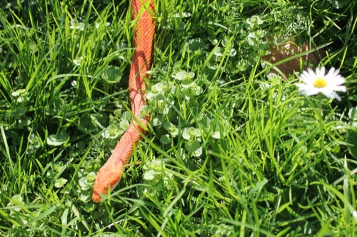 snake size in grass