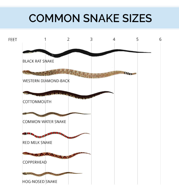 Mouse Size Chart For Snakes