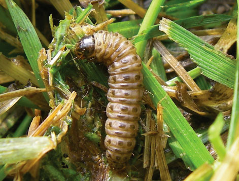 Image of a sod webworm