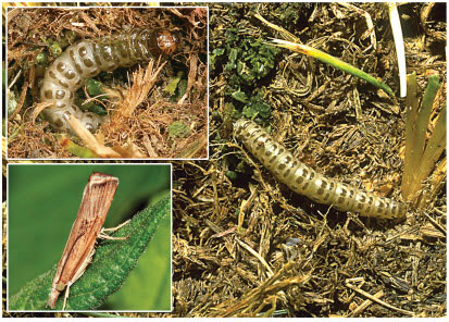 Graphic of the sod webworm lifecycle