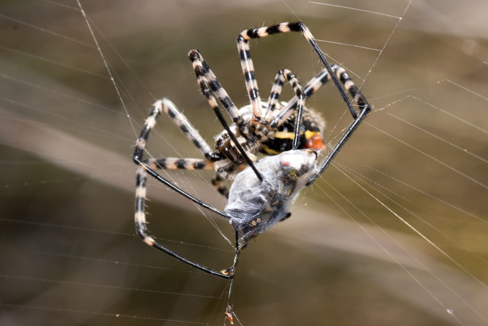 How To Get Rid Of Spiders Diy Spider Control Inside Outside