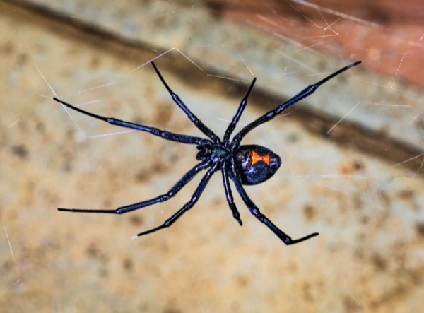 Black Widow Spider Control - How to Get Rid of Black Widow Spiders