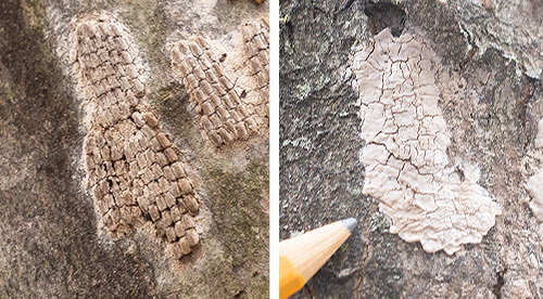 Two photos of spotted lanternfly egg clusters on tree surfaces. One is fresh, the other is older and dry on the surface.
