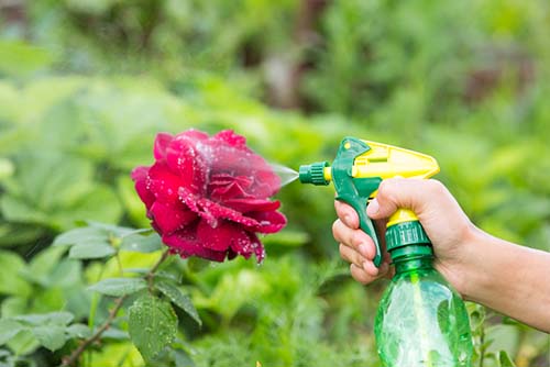 Whitefly spray deals