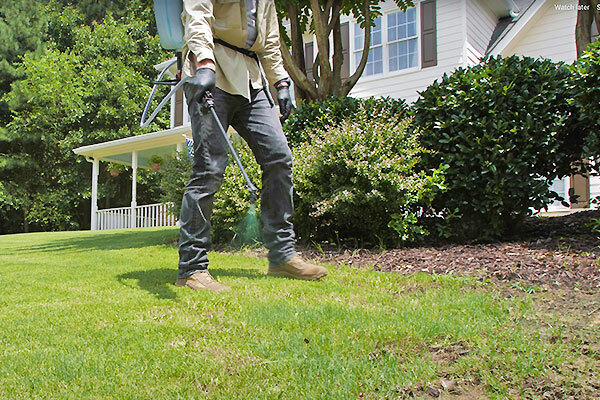 a photo of a person using a sprayer to apply a plant growth regulator liquid mixture to their lawn