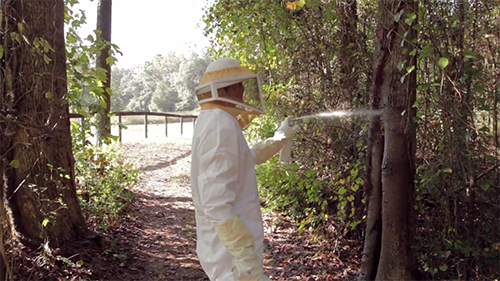 Man in bee suit spraying wasp nest