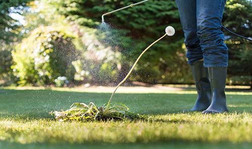 Image of a person spraying herbicide on a lawn weed