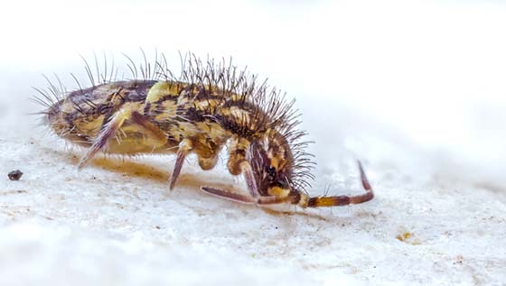 How To Get Rid Of Springtails Do My Own - How To Get Rid Of Springtail Bugs In Bathroom
