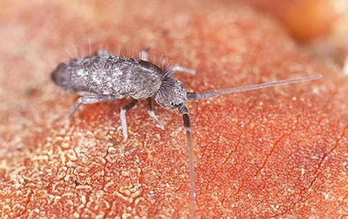 a springtail on a pink background