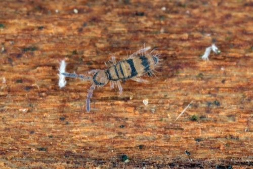 Springtails and How to Prevent Them