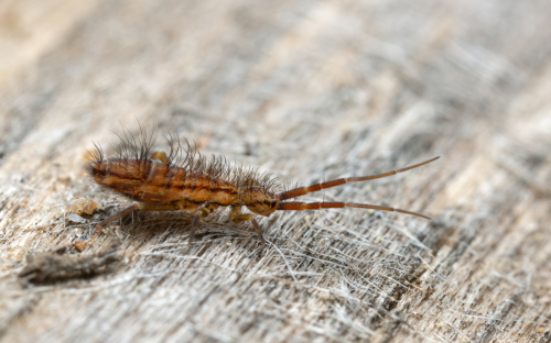 side view of a springtail on a light colored surface