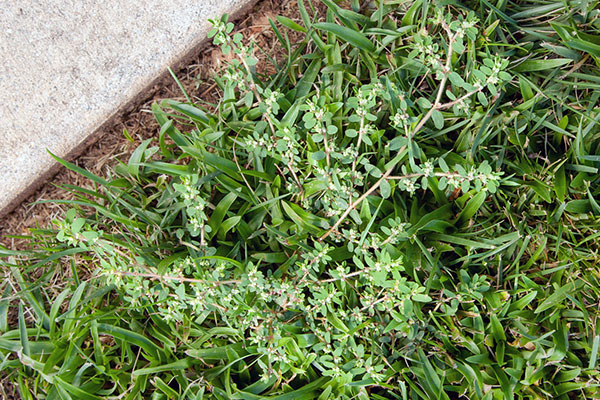 Image of spurge growing near a warm sidewalk