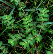 How to Check your Lawn for Spurge | Spurge Weed Inspection Guide