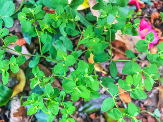 Image of a spurge plant