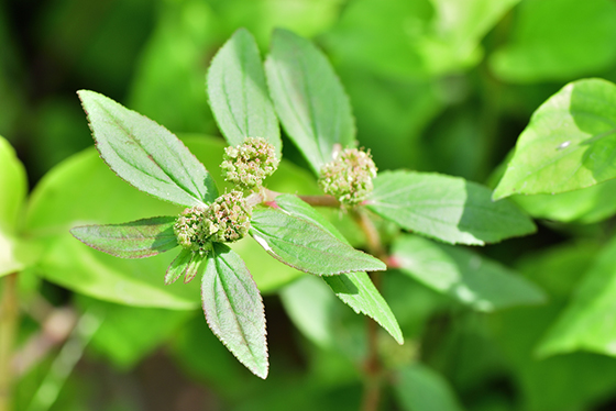 Image of spurge leaves close up