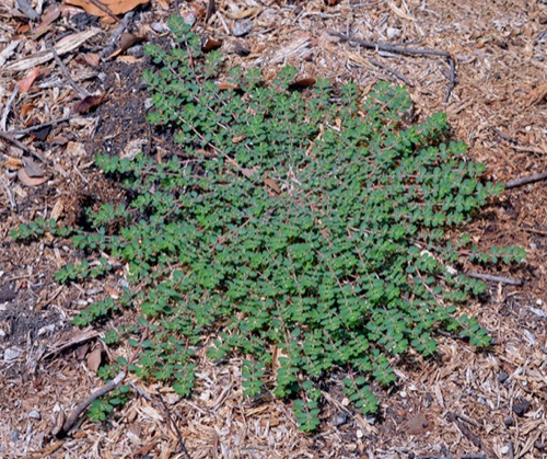 spurge spotted maroon vein