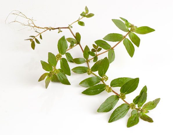 Image of the spurge plants and roots
