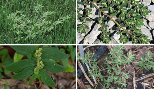 Lawn Weeds Spurge