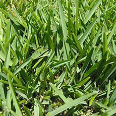 How to Care for St. Augustinegrass Guide
