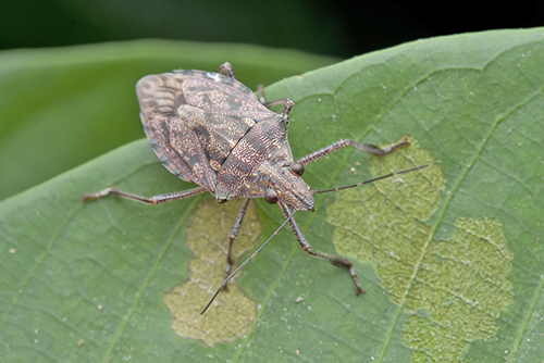 Image of a stink bug on a leaf