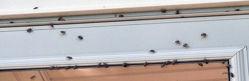 Image of stink bugs gathered around a window frame