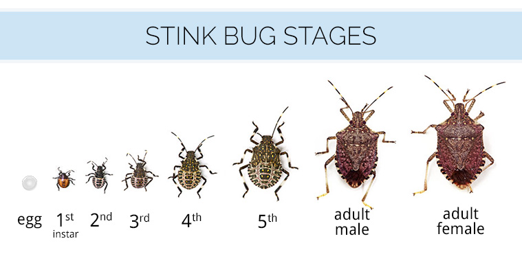 Bed Bug Size Chart
