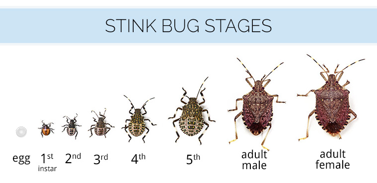 Diagram of the various stink bug stages and sizes